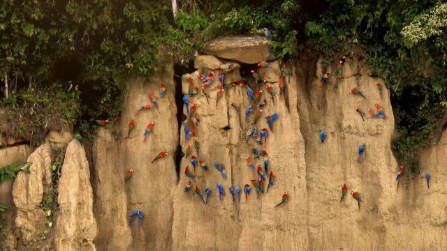 National Geographic Wild