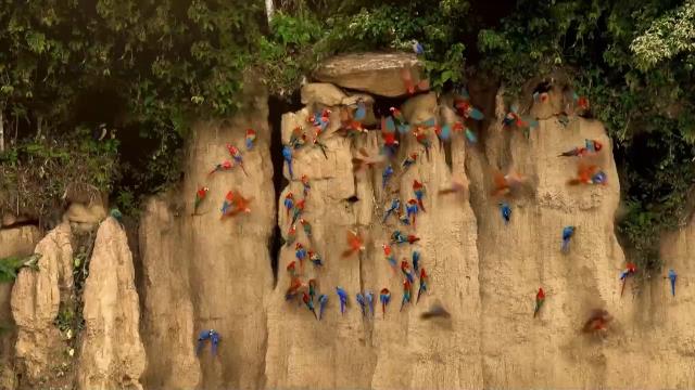 National Geographic Wild