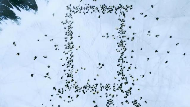 National Geographic Wild