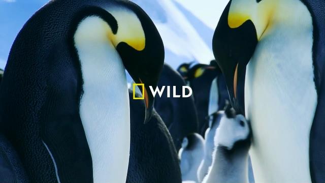 National Geographic Wild