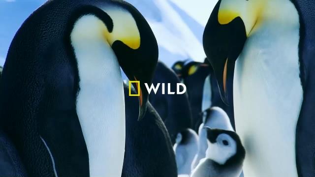 National Geographic Wild