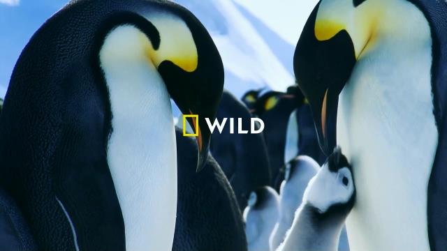 National Geographic Wild