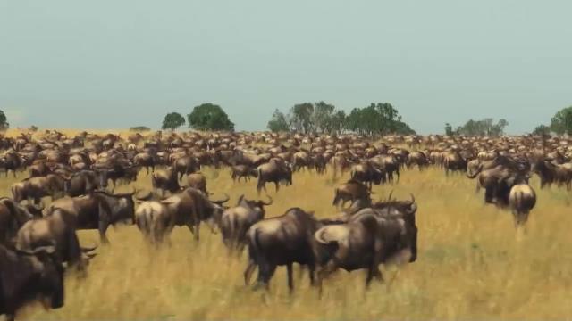 National Geographic Wild