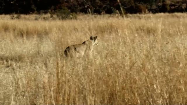 National Geographic Wild