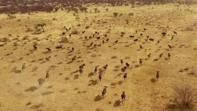 National Geographic Wild