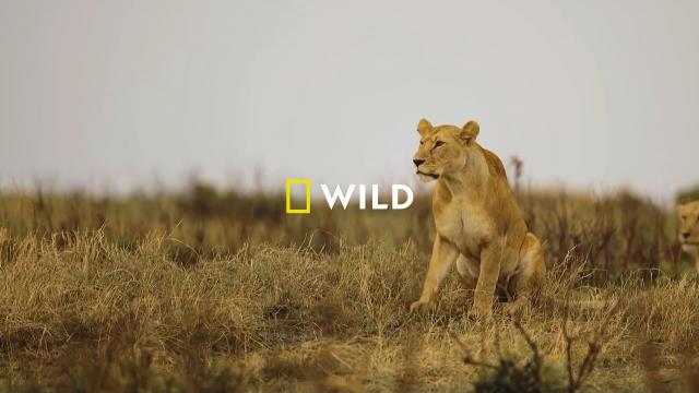 National Geographic Wild