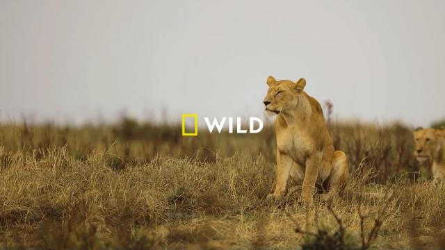 National Geographic Wild