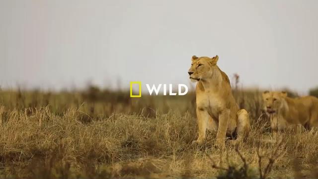 National Geographic Wild