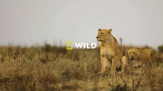 National Geographic Wild