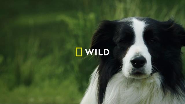 National Geographic Wild