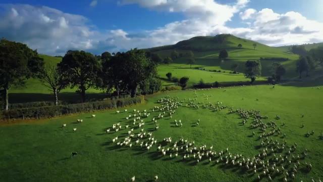 National Geographic Wild