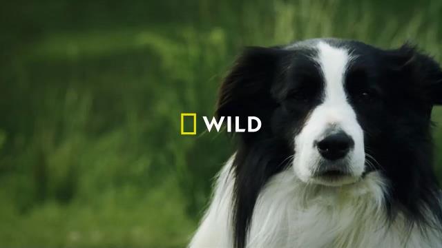 National Geographic Wild