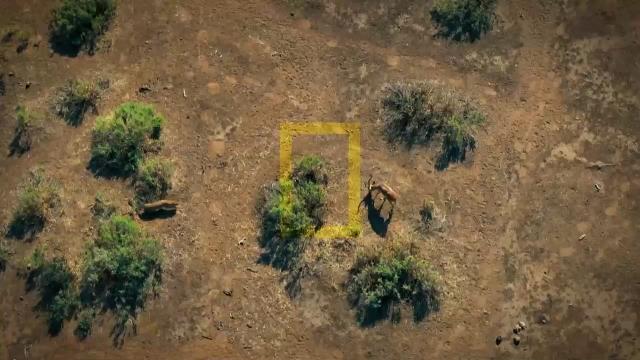 National Geographic Wild