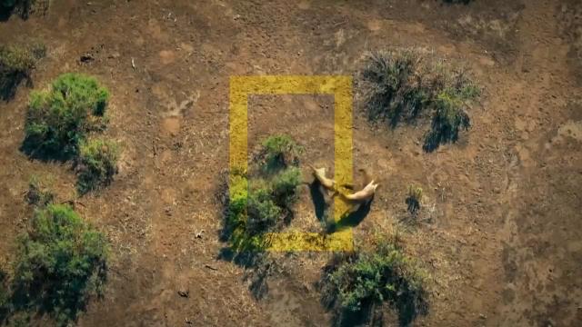 National Geographic Wild