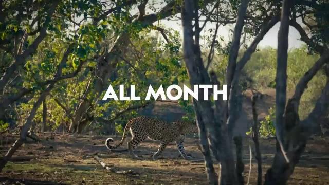 National Geographic Wild