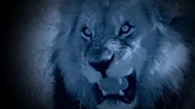 National Geographic Wild