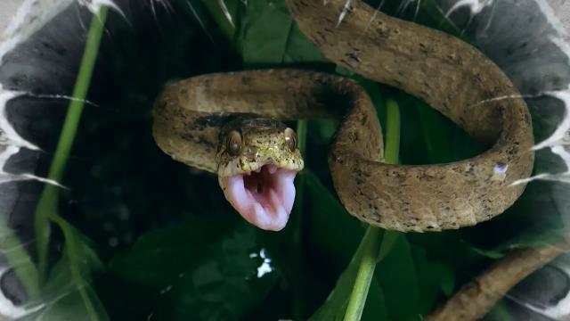 National Geographic Wild