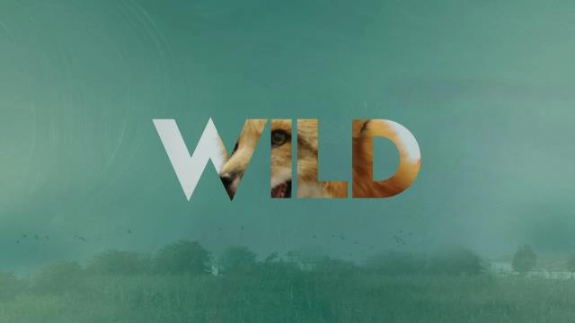National Geographic Wild