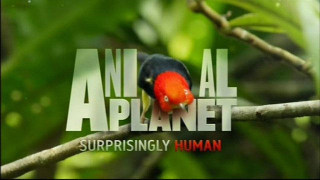Animal Planet: 2013 Idents & Presentation