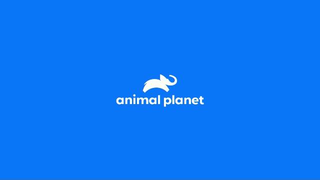 Animal Planet
