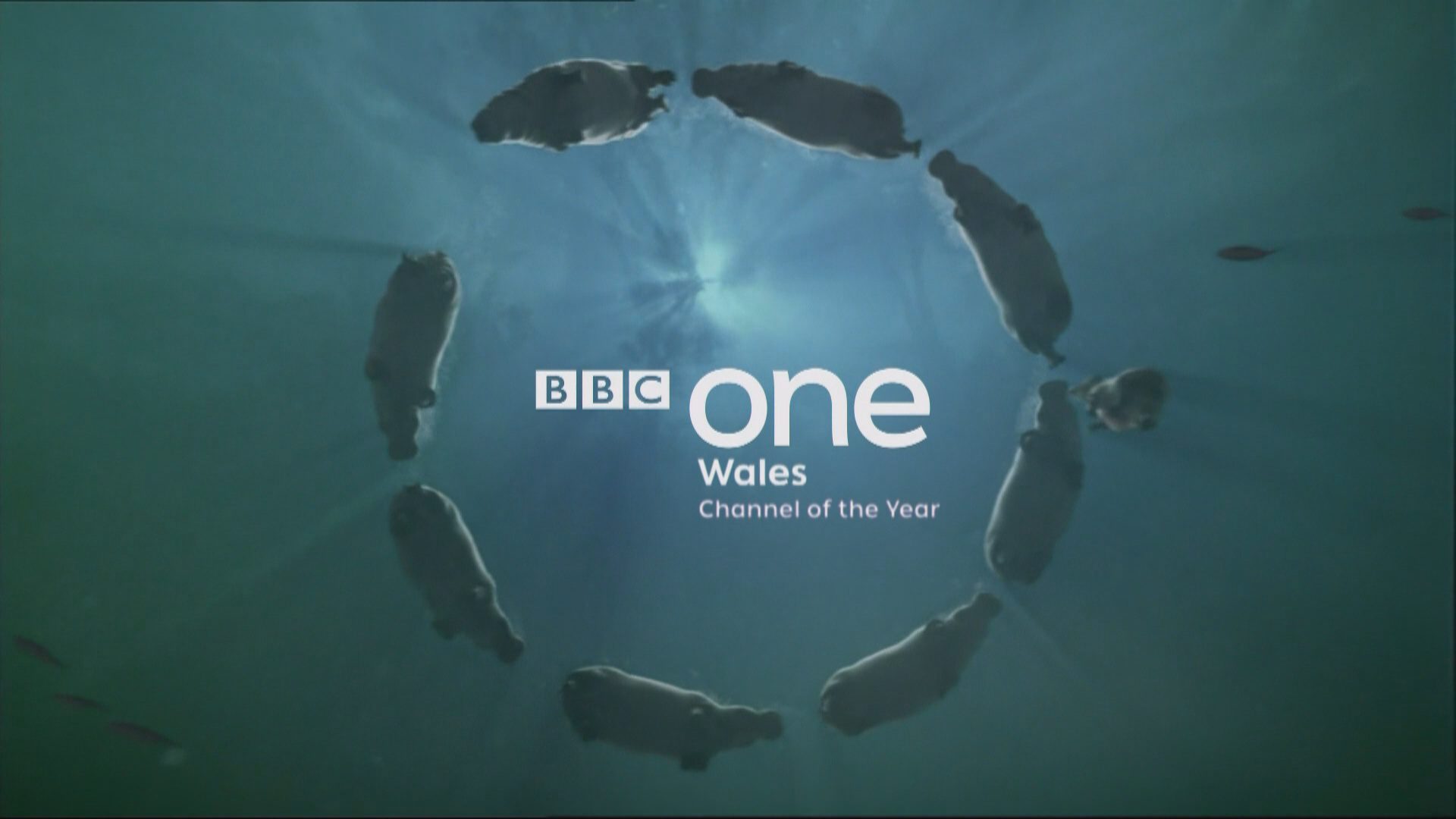 BBC One: Wales Channel of the Year 2015 Idents & Presentation