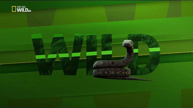 Nat Geo Wild