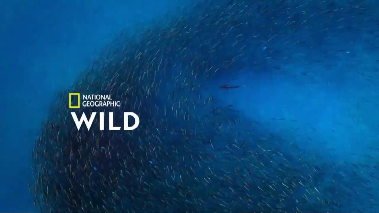 National Geographic Wild: 2022 Idents & Presentation