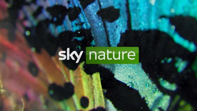 Sky Nature Idents & Presentation